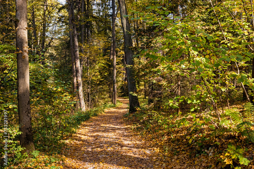 Obraz premium Path through a park. Autumn landscape on a sunny day
