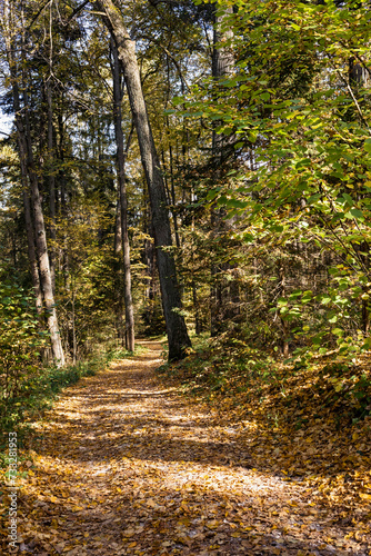 Path through a park. Autumn landscape on a sunny day