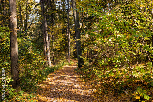Path through a park. Autumn landscape on a sunny day