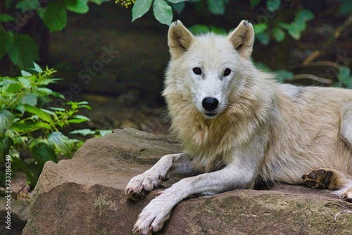 Wolf -Portrait des Hudson Bay Wolf photo