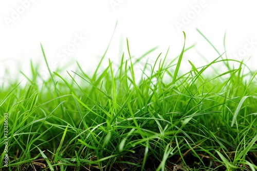 Grass carpet closeup on white background