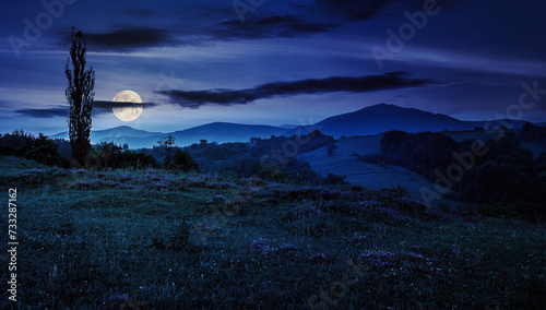 wild savory on a meadow in Carpathian mountains at night. wonderful carpathian countryside scenery in full moon light