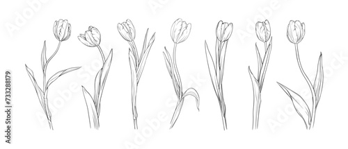 Vector set of graceful tulips on a long stem on a transparent background. Collection of spring flowers. Vector botanical ink painting, engraving