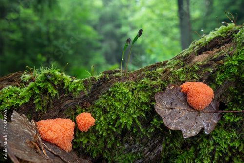 Raspberry slime mold - Tubifera ferruginosa