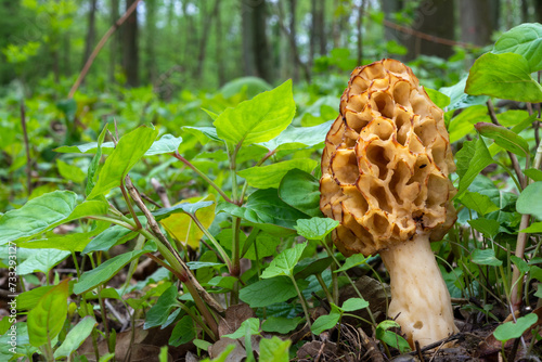 Morchella esculenta (known as common morel, morel, yellow morel, true morel, morel mushroom, and sponge morel)