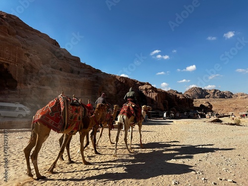 camels in the desert