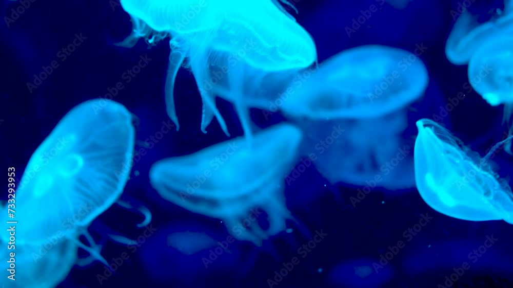 jellyfish glowing blue on a dark blue background jellyfish glowing blue on a dark blue background