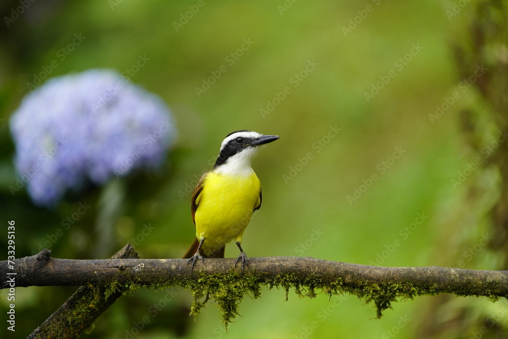 Obraz premium Great Kiskadee (Pitangus sulphuratus) Tyrannidae family. Costa Rica.