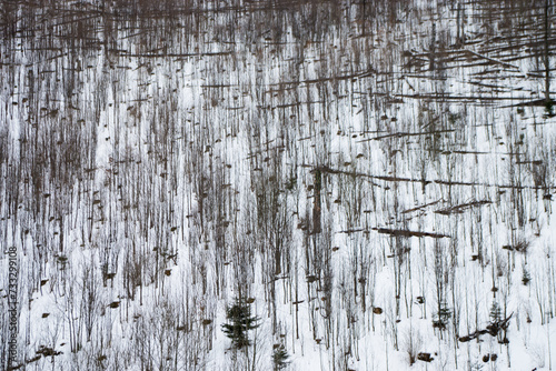 Zbocze góry porośnięte zimującymi drzewami © Sebastian