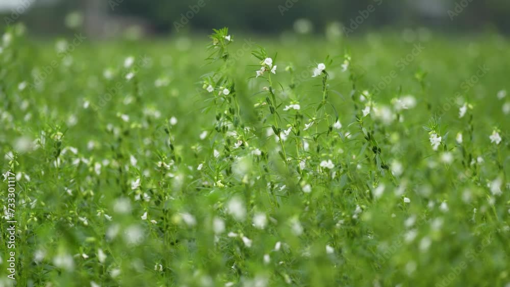 Sesame plants with flowers in a field. Delicate plants sway gracefully in the gentle breeze, their vibrant flowers adding a touch of beauty to the tranquil landscape of nature's garden Sesame plants with flowers in a field. Delicate plants sway gracefully in the gentle breeze, their vibrant flowers adding a touch of beauty to the tranquil landscape of nature's garden