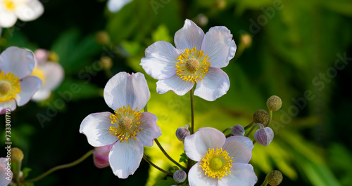 Anemone (Richard Ahrens) . Beautiful spring plant . Botanical photo . Medicinal plants
