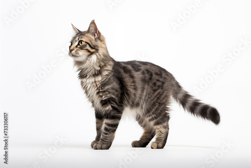 Cat on white background. Pets. Zoo service. Veterinary clinic