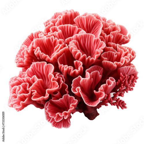 Red corals on a transparent background.