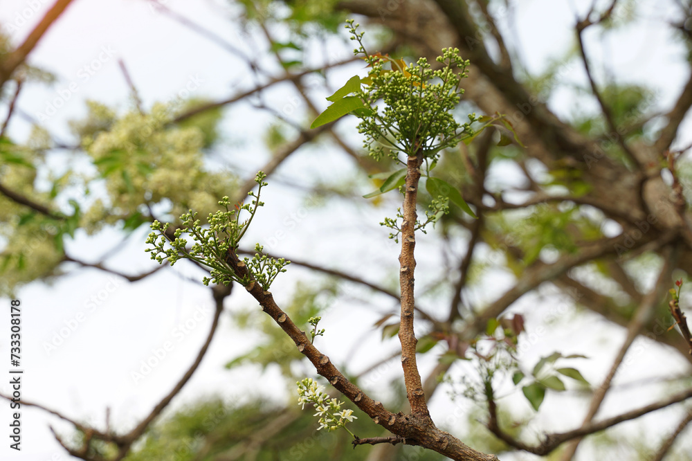 Siamese neem tree has feathery compound leaves. The leaves are smooth, shiny green. The flowers appear in clusters at the ends of the branches while the young leaves are soft white. Siamese neem tree has feathery compound leaves. The leaves are smooth, shiny green. The flowers appear in clusters at the ends of the branches while the young leaves are soft white.