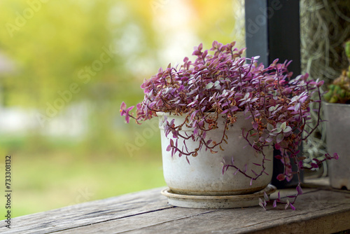 Creeping Basket Plant is a leafy plant with a succulent stem. Can branch and grow about 50-60 cm. The leaves are small oval in shape and come in many colors.