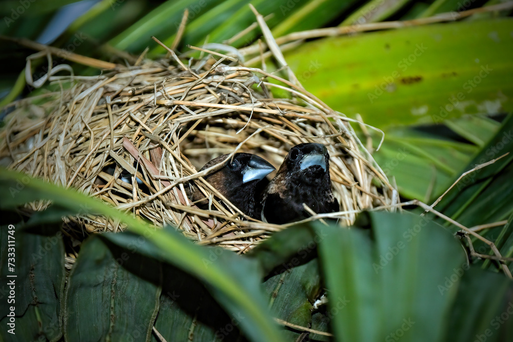 Javan Munia (Lonchura leucogastroides) Javan Munia (Lonchura leucogastroides)