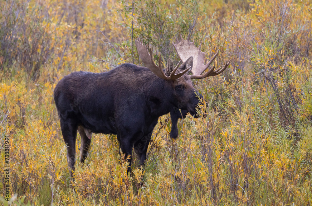 Bull Moose During the Fall Rut in Wyoming Bull Moose During the Fall Rut in Wyoming