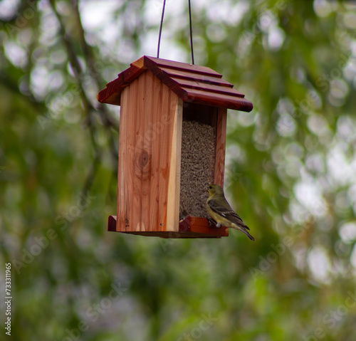 Lesser goldfinch eating at a wooden bird feeder