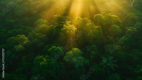 an aerial view of a tropical forest with an intense b