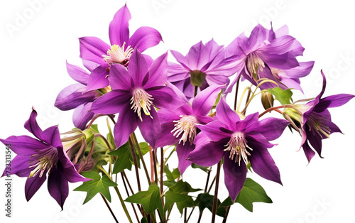 Purple Columbine Flowers Isolated on Transparent Background PNG. © Jack