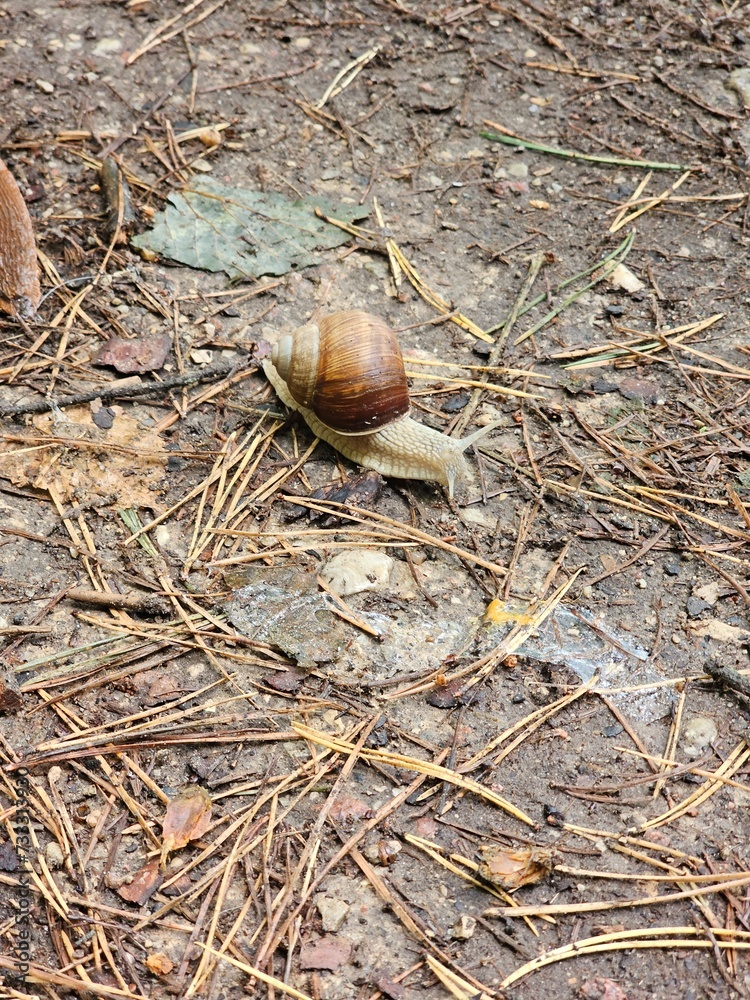 snail on the ground snail on the ground