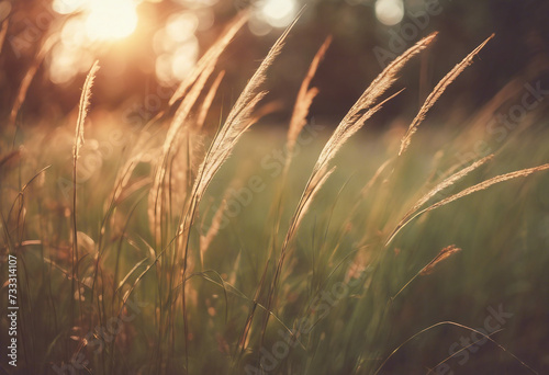 Wild grass in the forest at sunset Macro image shallow depth of field Abstract summer nature