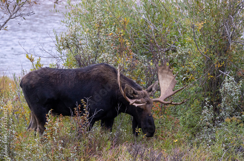 Bull Moose During the Fall Rut in Wyoming