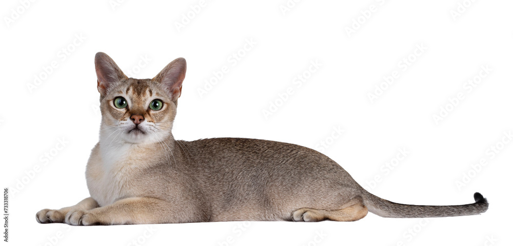 Handsome young adult Singapura cat, laying down side ways. Looking straight at camera with mesmerising green eyes. Isolated cutout on a transparent background.