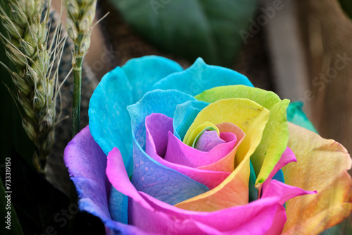 photo for sant Jordi's day, international book day and public holiday in catalonia, poster copy space, detail of the different designs of roses to give as gifts photo