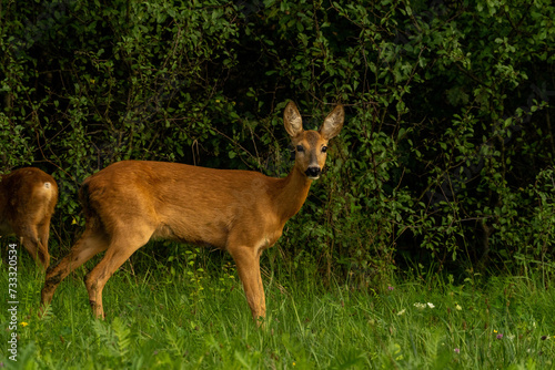 Fototapeta Naklejka Na Ścianę i Meble -  sarna, animal, wild 