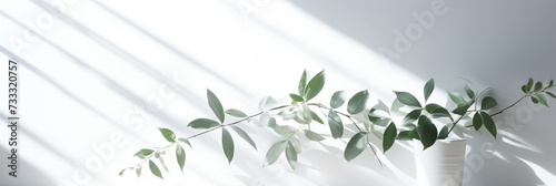 Blurred shadow of plant leaves on the white wall background