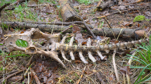 Close up photo of a deer skeleton in a forest  selective focus.