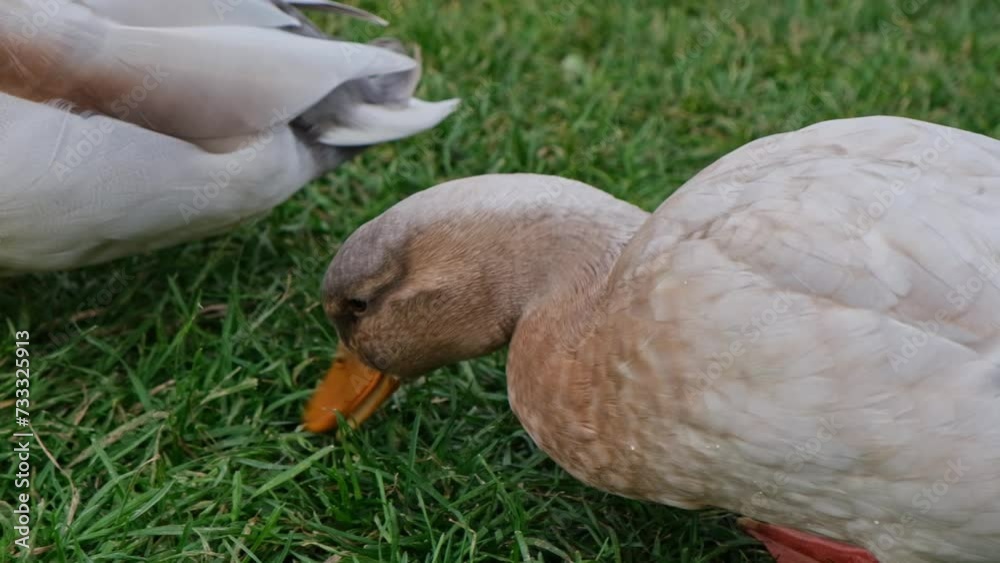 Wild gray Ducks eating green grass. Close up slow motion video Wild gray Ducks eating green grass. Close up slow motion video