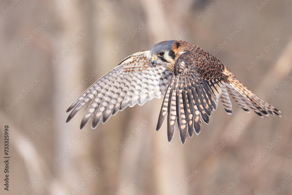 Fototapeta premium Female American kestrel (Falco sparverius)
