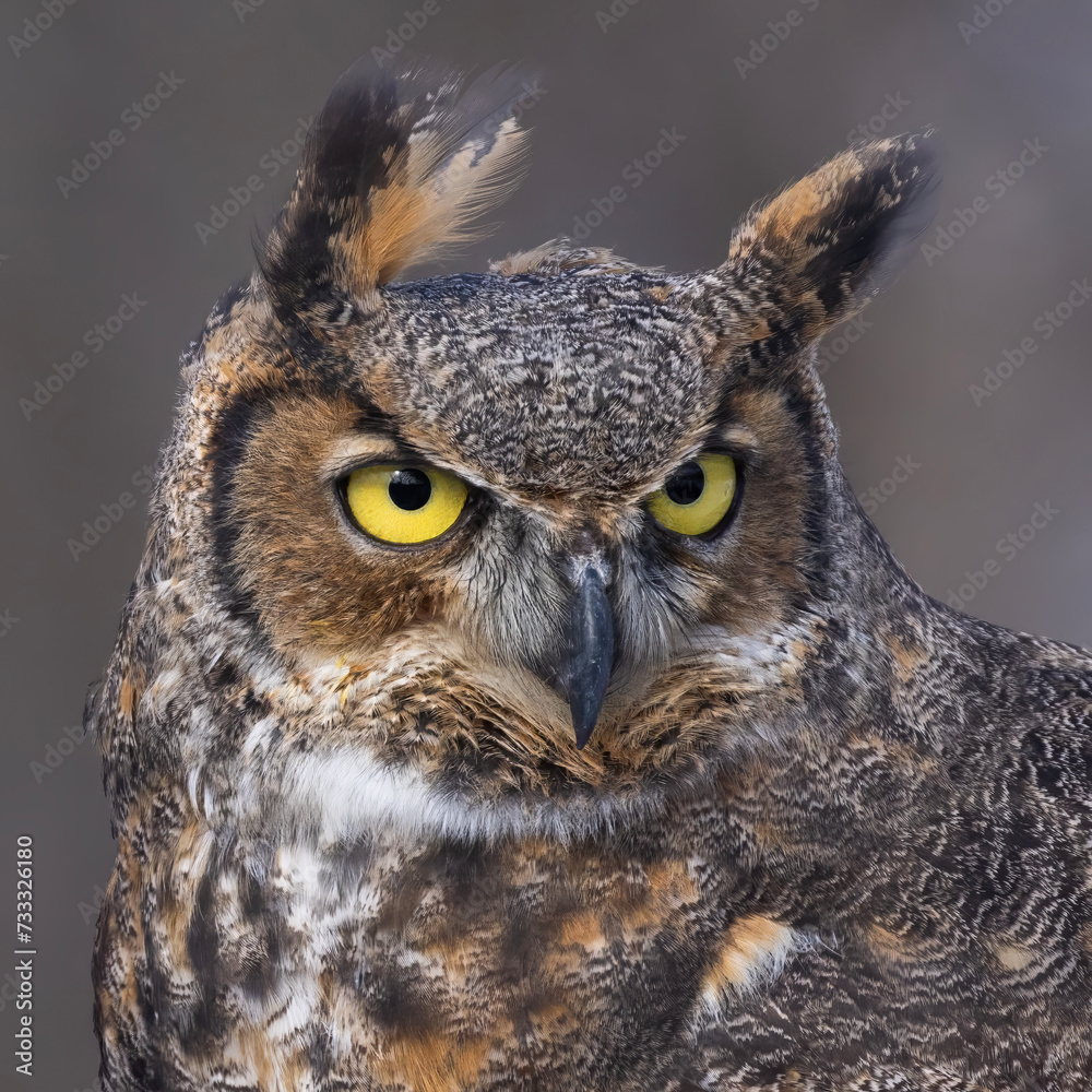 Fototapeta premium The great horned owl (Bubo virginianus) portrait