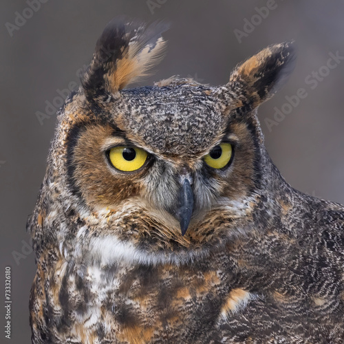 The great horned owl (Bubo virginianus) portrait
