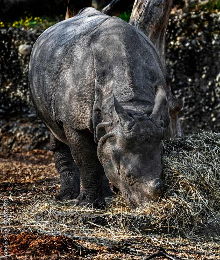 Great indian rhinoceros eats hay. Latin name - Rhinoceros unicornis
Great indian rhinoceros eats hay. Latin name - Rhinoceros unicornis