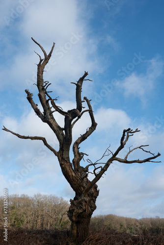 Old, dead oak with winding branches, blue sky with white clouds