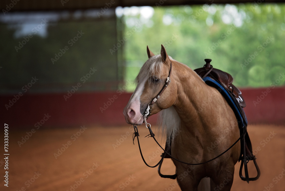 Photography Palomino