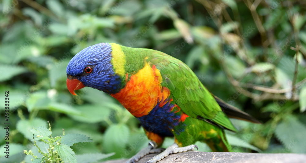 Obraz premium Lori im Vogelpark Marlow, begehbare Voliere