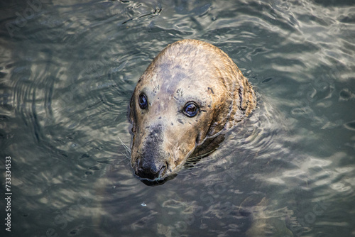 Foto a closely observing seal where he could get something to eat