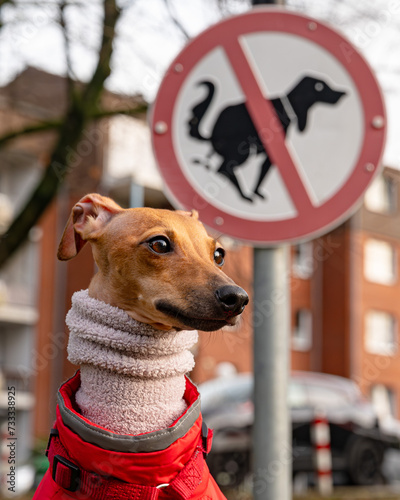 dog rebell in the street photo