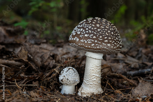 Amanita excelsa (Grey spotted amanita)