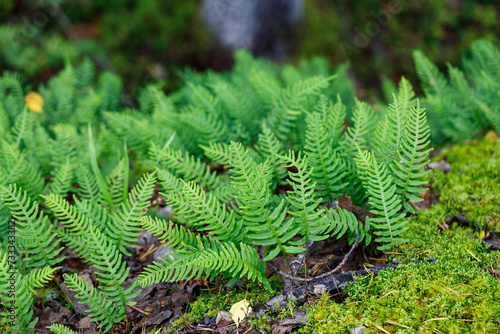 Green fern in the forest. Selective focus.