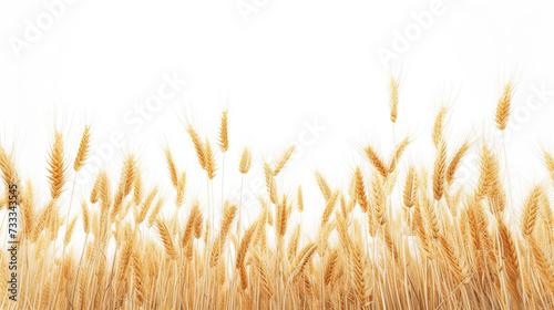 Amber Waves of Grain on a Bright Day