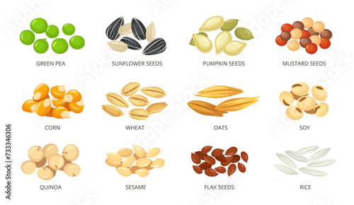 Cartoon plant seeds with labels. Food packaging icons for green pea, sunflower, pumpkin, mustard, corn, wheat, oats, soy, quinoa, sesame, flax and rice seeds vector illustrations set