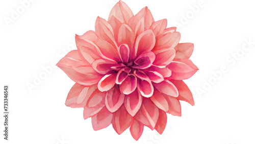 Watercolor Pink Dahlia flower