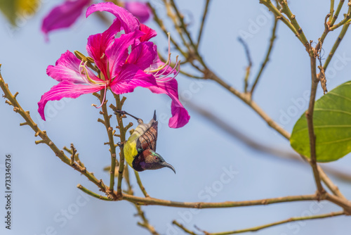 Purple-rumped sunbird (Leptocoma zeylonica) at Rabindra Sarovar, Kolkata, India photo