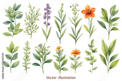 A variety of beautiful flowers botanical drawings featuring various plant species vector illustration.