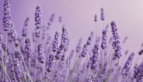 Delicate Lavender Colors Background